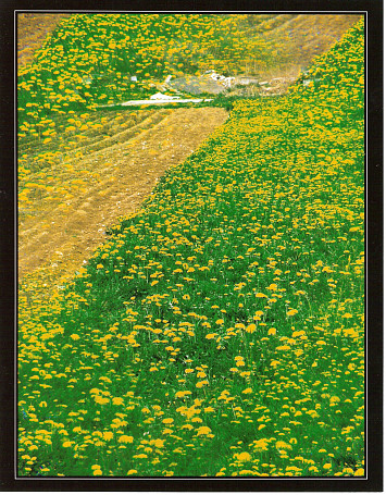 Václav Křepelka Nekvasovy